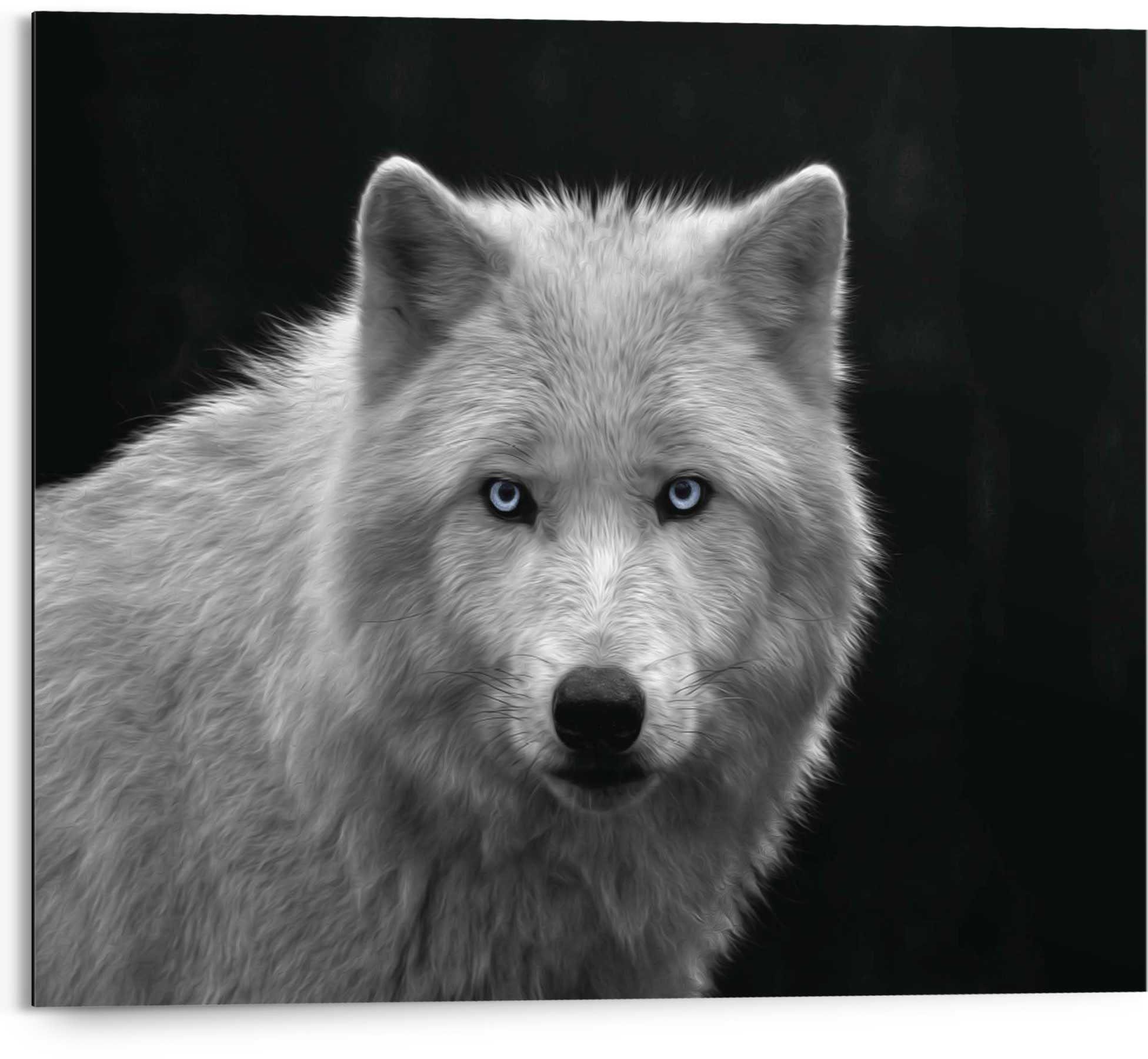 Reinders! Wandbild »Weißer Wolf«