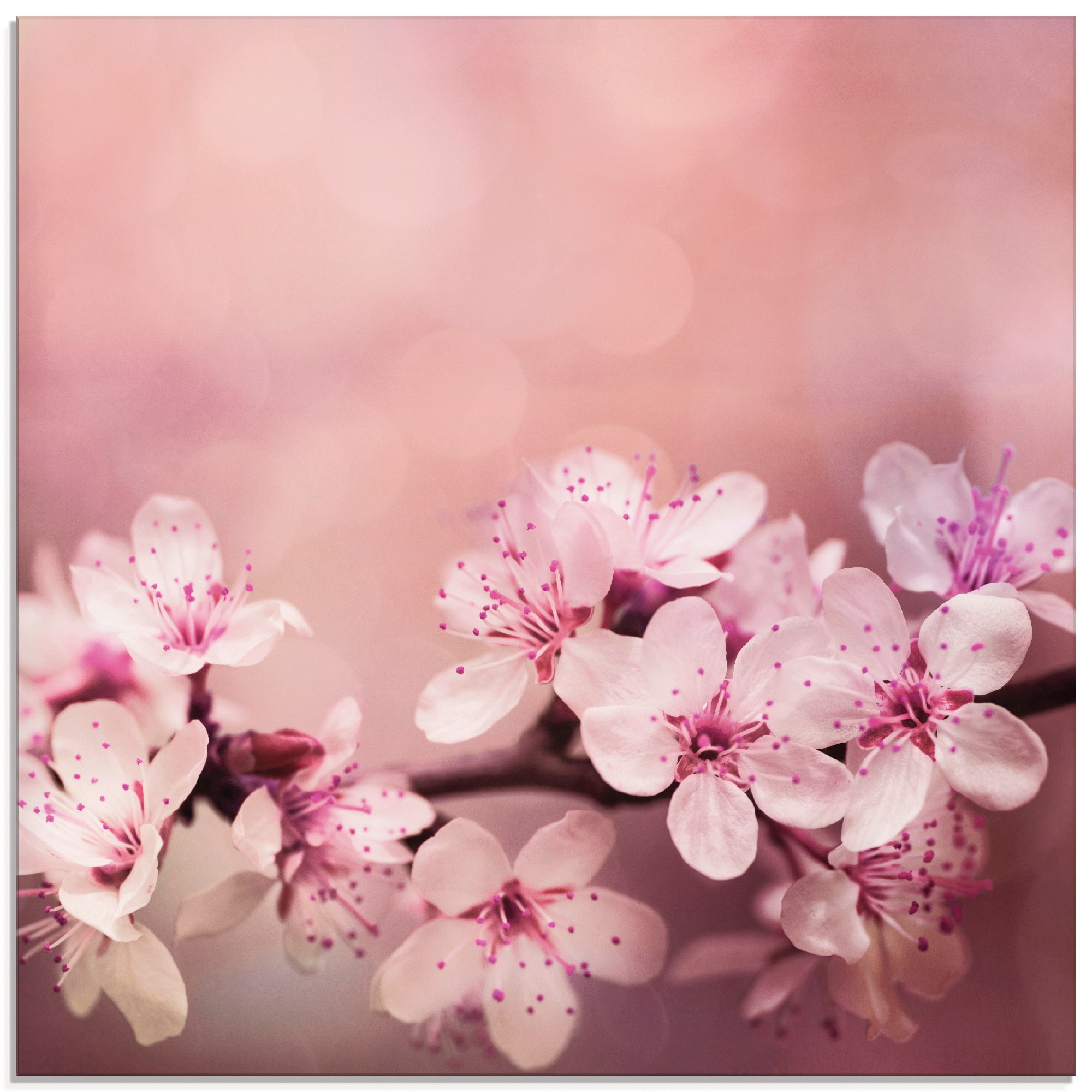 Artland Glasbild »Kirschblüten«, Blumen, (1 St.), in verschiedenen Größen