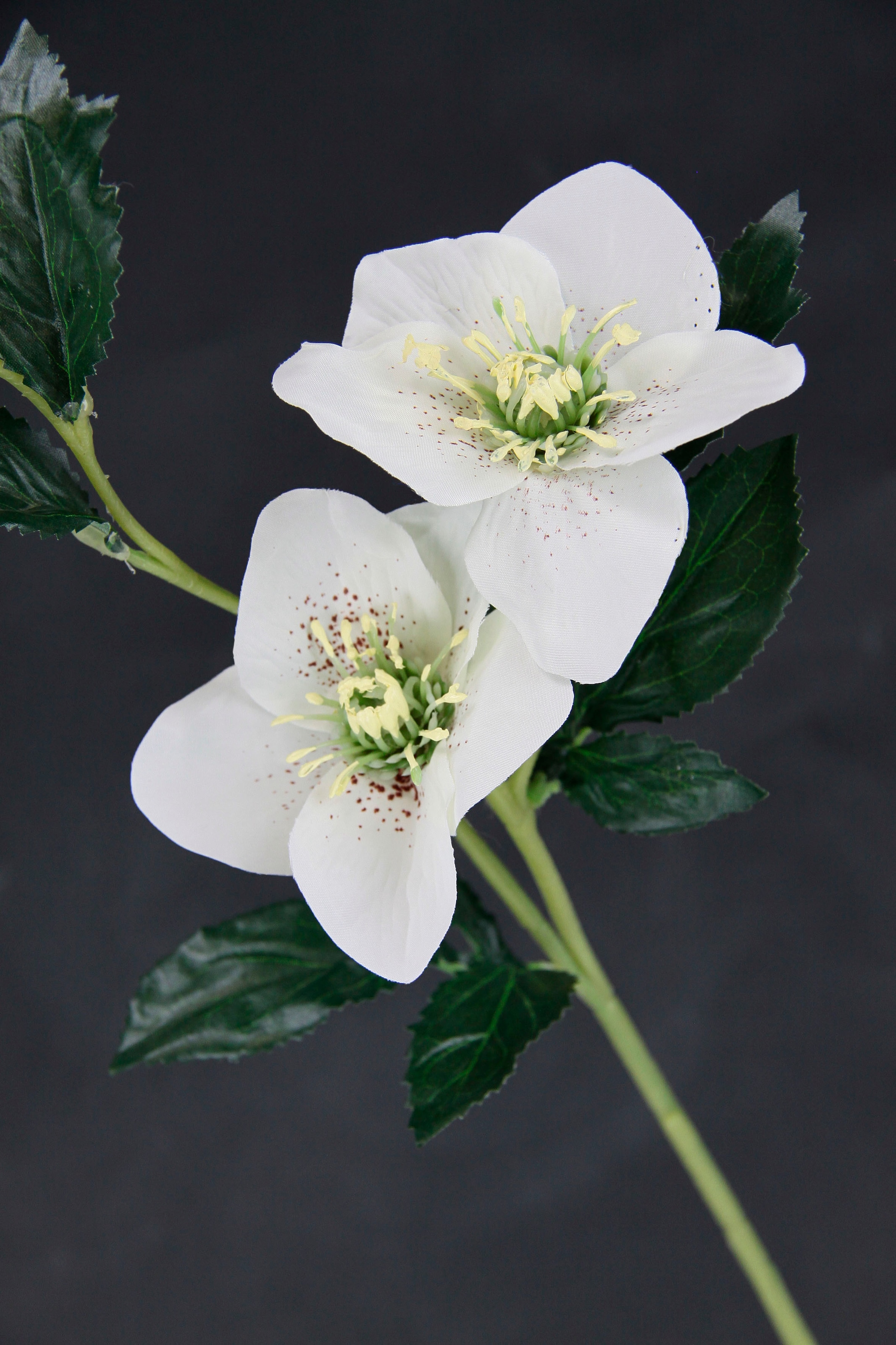 I.GE.A. Kunstblume »Christrose«, Künstlich Seidenblumen, 5er Set
