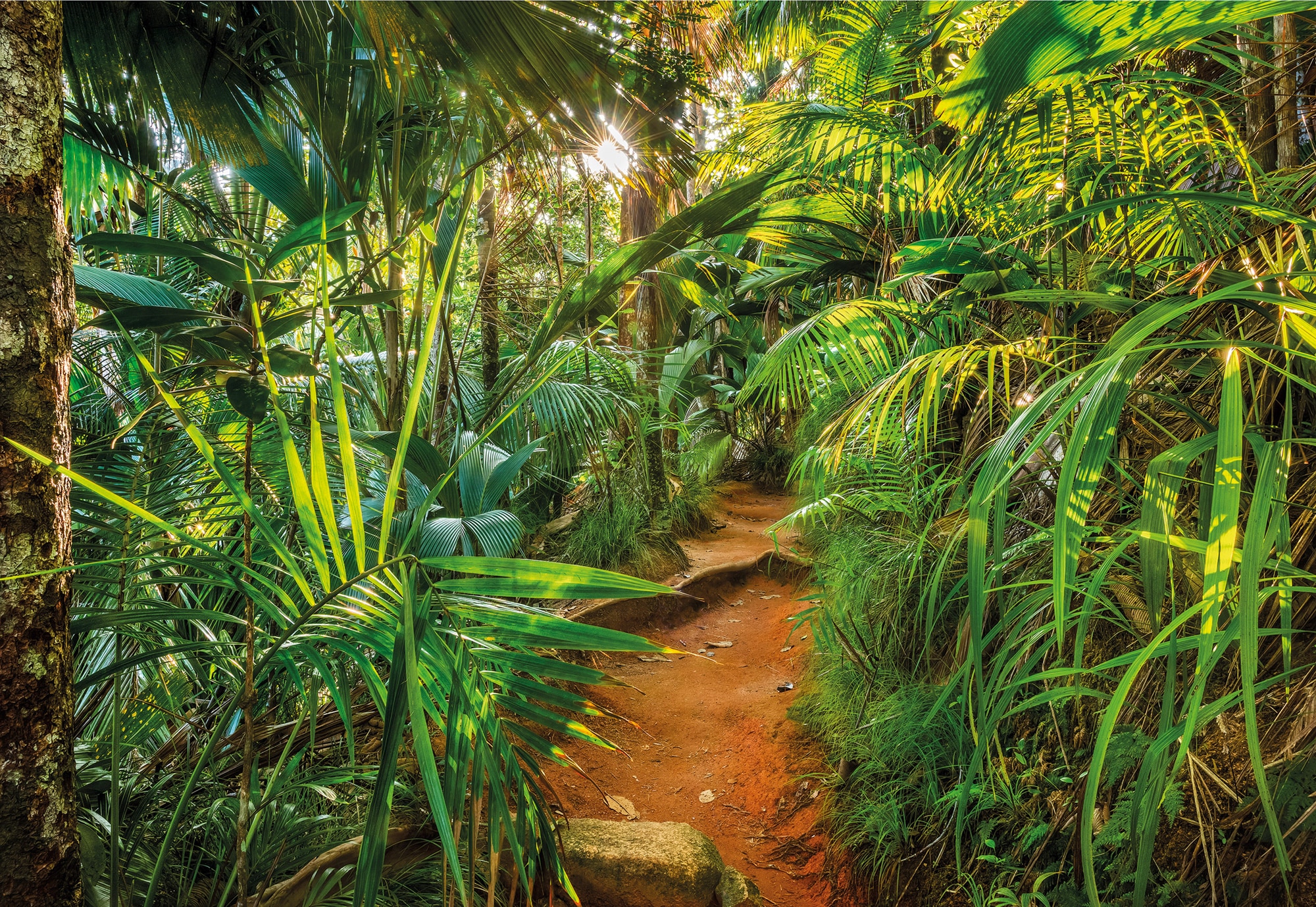 Komar Fototapete »Jungle Trail«, 368x254 Höhe), OTTO bei Kleister kaufen cm x (Breite inklusive