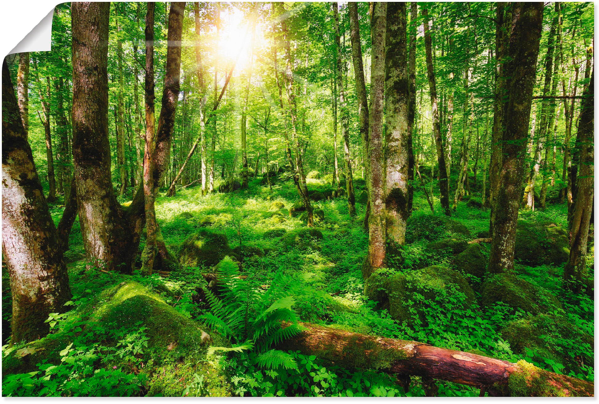 Artland Wandbild »Wald«, Wald, (1 St.), in vielen Größen & Produktarten - Alubild / Outdoorbild für den Außenbereich, Leinwandbild, Poster, Wandaufkleber / Wandtattoo auch für Badezimmer geeignet