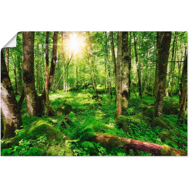 Artland Wandbild »Wald«, Wald, (1 St.), als Leinwandbild, Poster,  Wandaufkleber in verschied. Größen bestellen bei OTTO