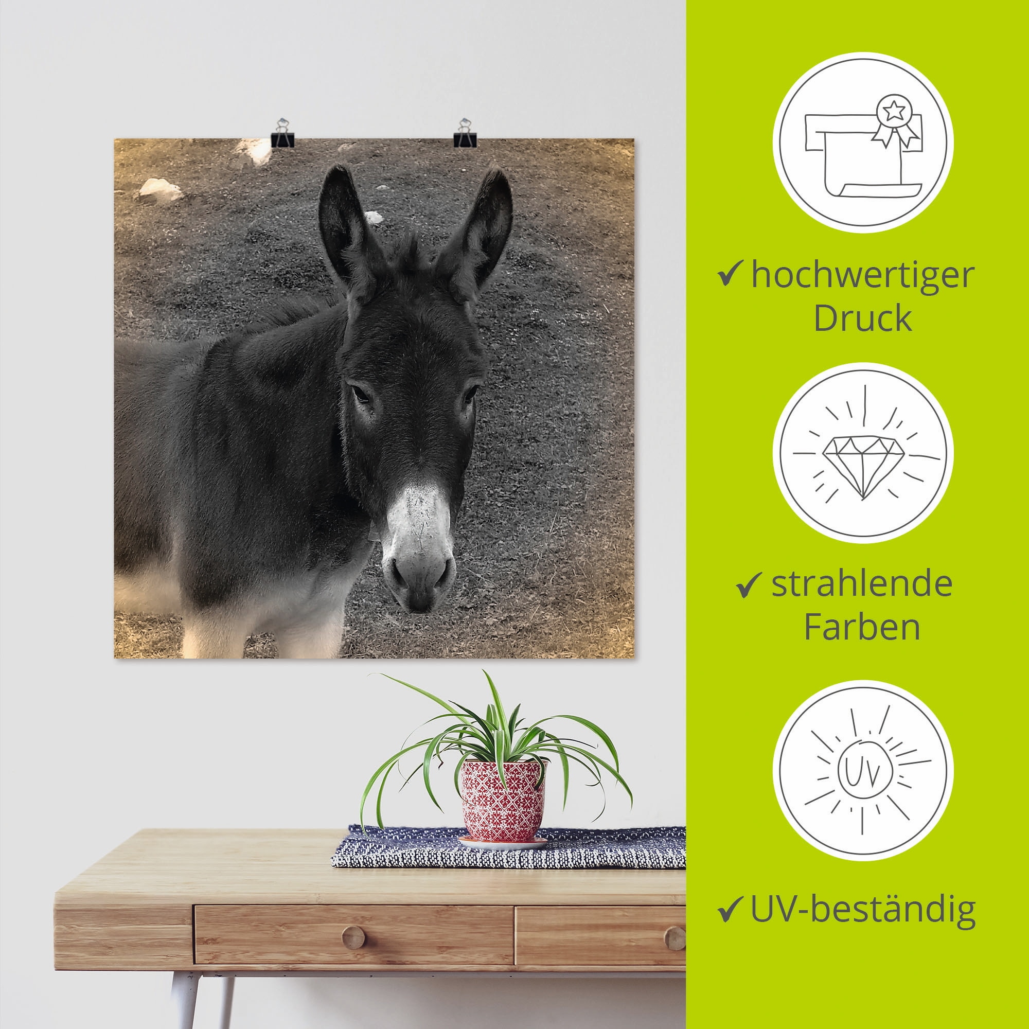 Artland Wandbild »Esel Kontakt«, Haustiere, (1 St.), als Leinwandbild, Poster in verschied. Größen