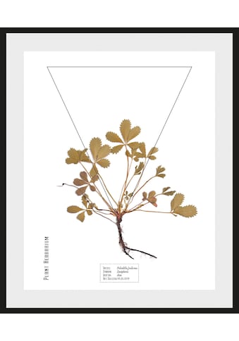 andas Bild »Pflanze Potentilla fruticosa«, mit Rahmen kaufen