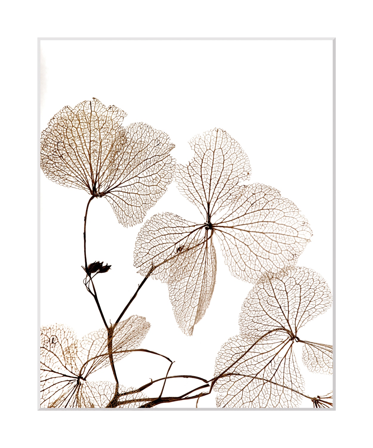 queence Bild »Ina« Blumen | Pflanzen | Pflanzenbilder Blumen, gerahmt