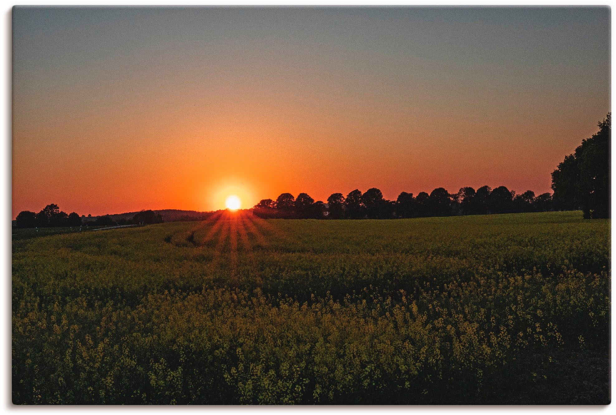 Artland Wandbild »Sonnenuntergang über dem Rapsfeld«, Felder, (1 St.), in vielen Größen & Produktarten - Alubild / Outdoorbild für den Außenbereich, Leinwandbild, Poster, Wandaufkleber / Wandtattoo auch für Badezimmer geeignet