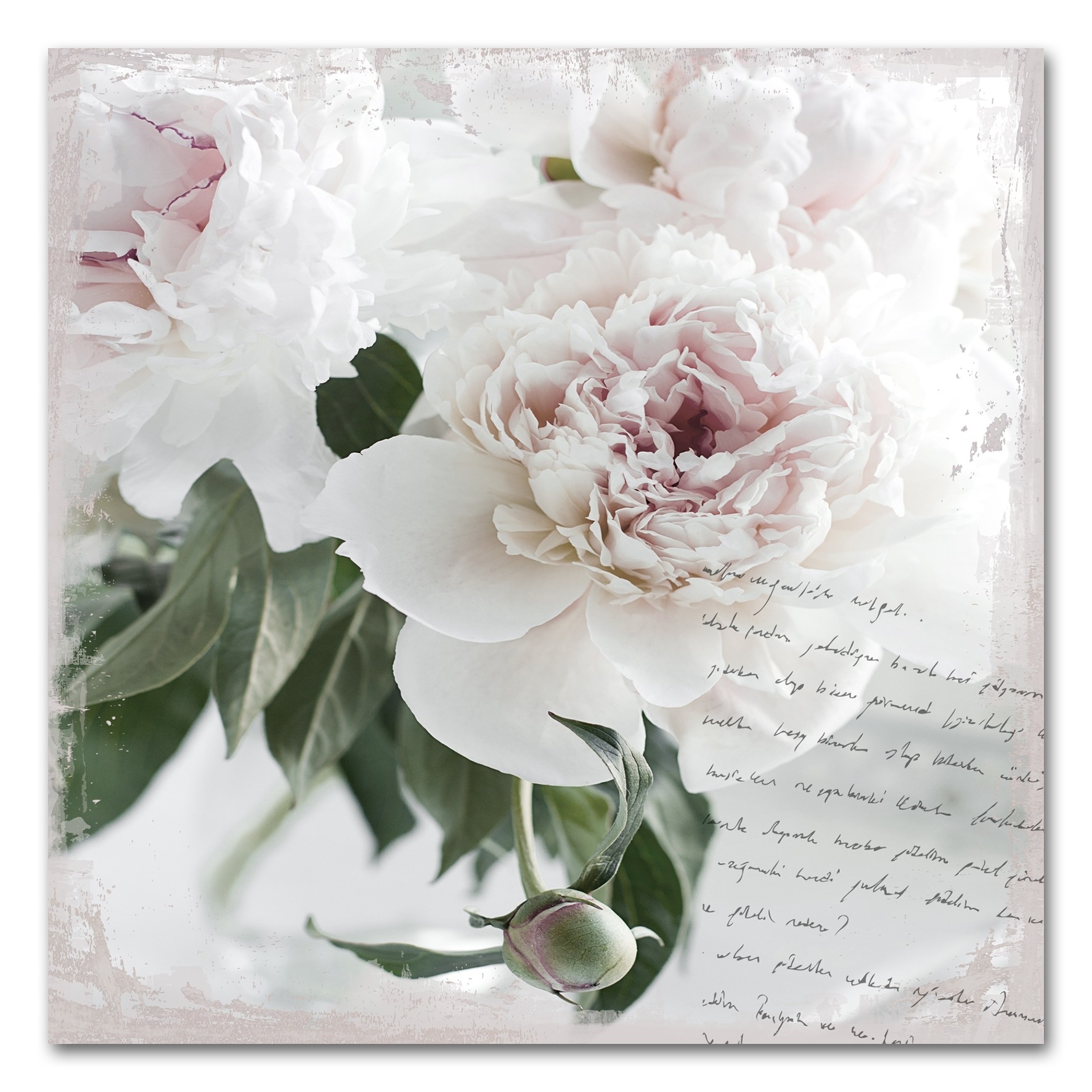 queence Acrylglasbild »Poesie&Rose«, 50x50 cm