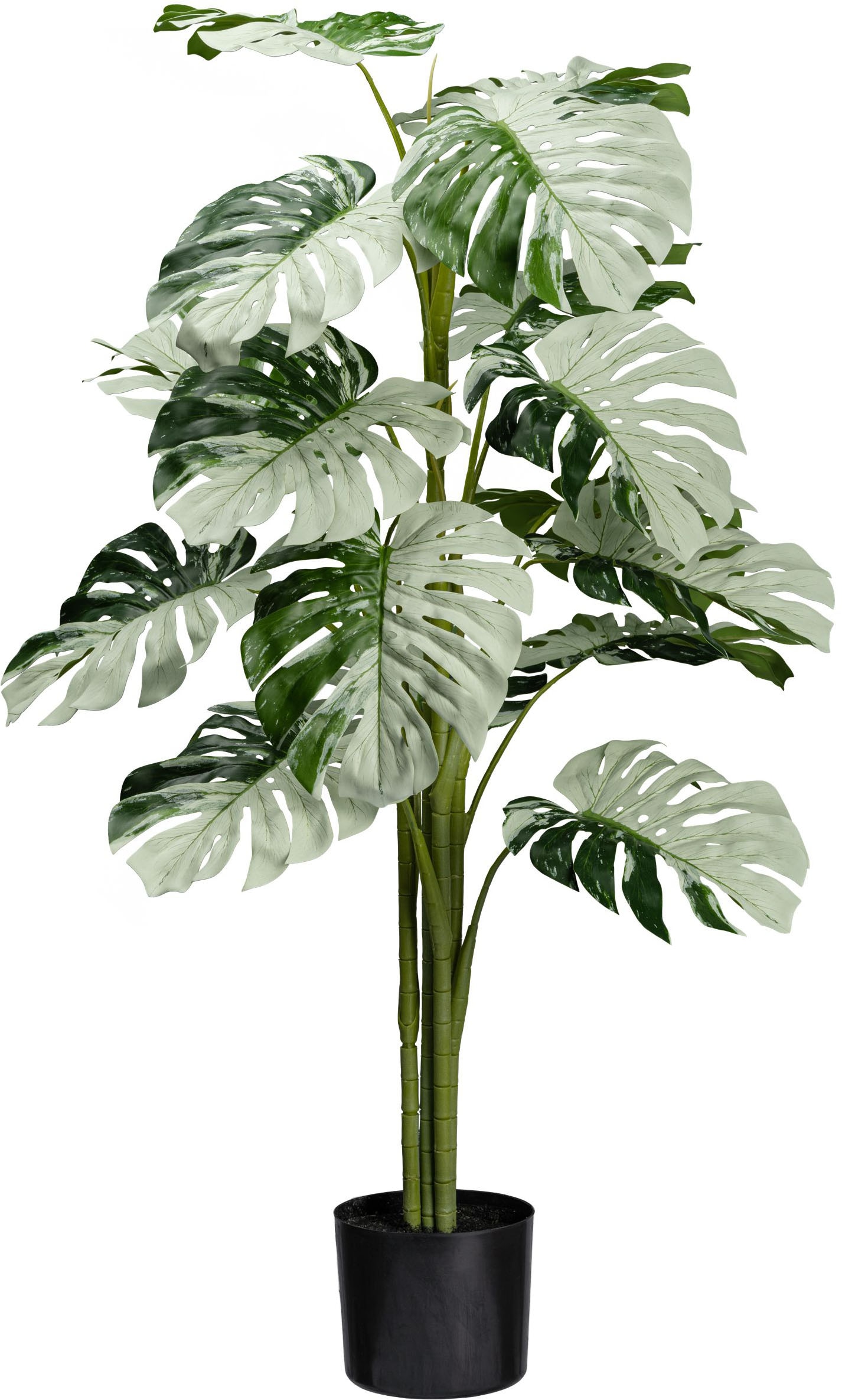 Künstliche Zimmerpflanze »Monstera Variegata Halfmoon«, mit außergewöhnlichem Blattwerk