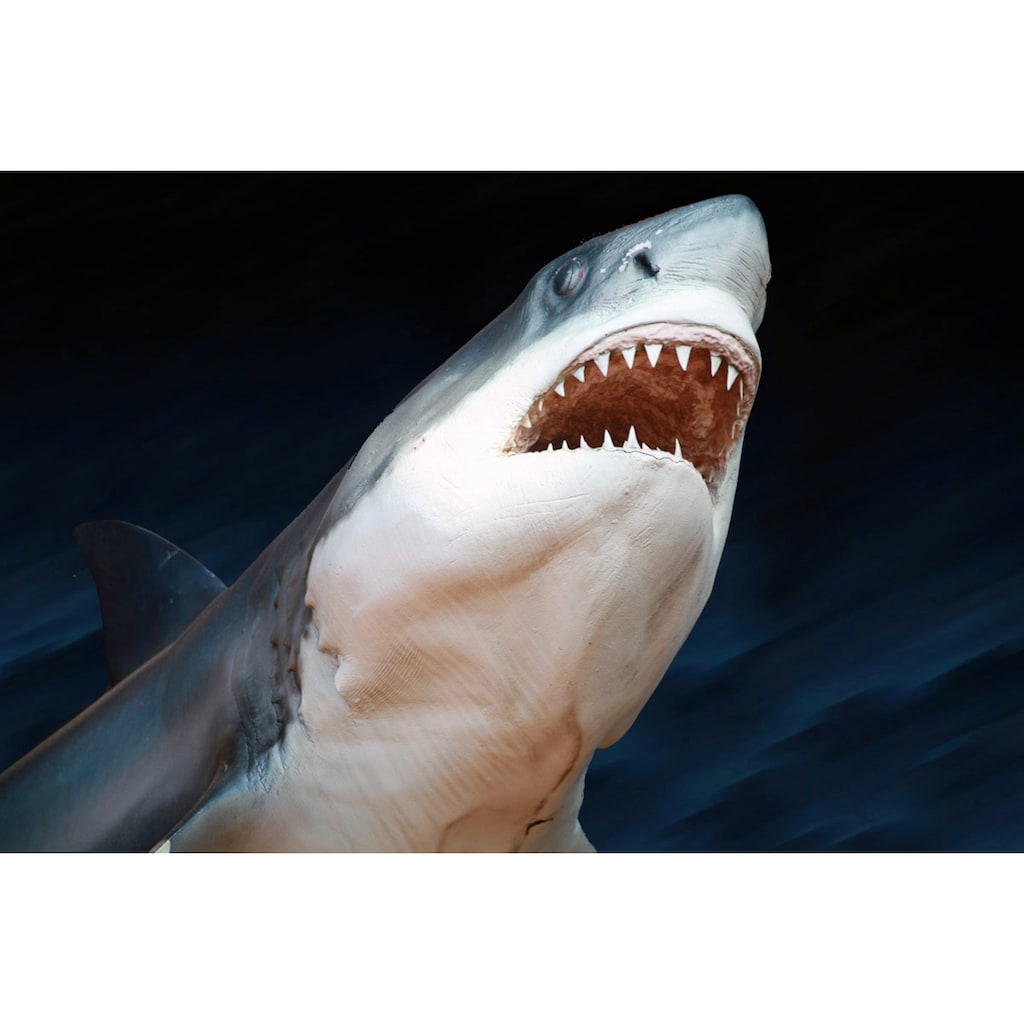 Papermoon Fototapete »Weißer Hai«
