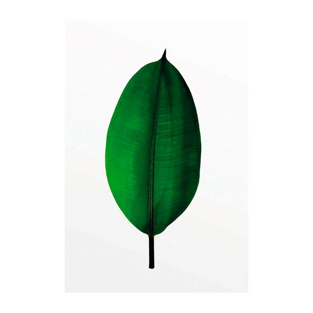 Komar Poster »Ficus Leaf«, Pflanzen-Blätter, (1 St.)