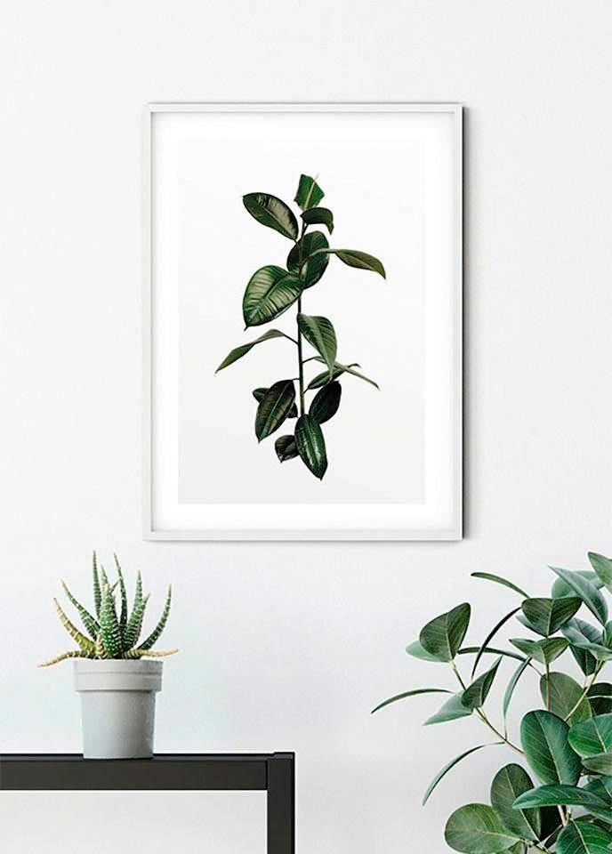 Komar Bild »Ficus Branch« Pflanzen 1 Stk. tlg. Wandbild zur Dekoration - ohne Rahmen