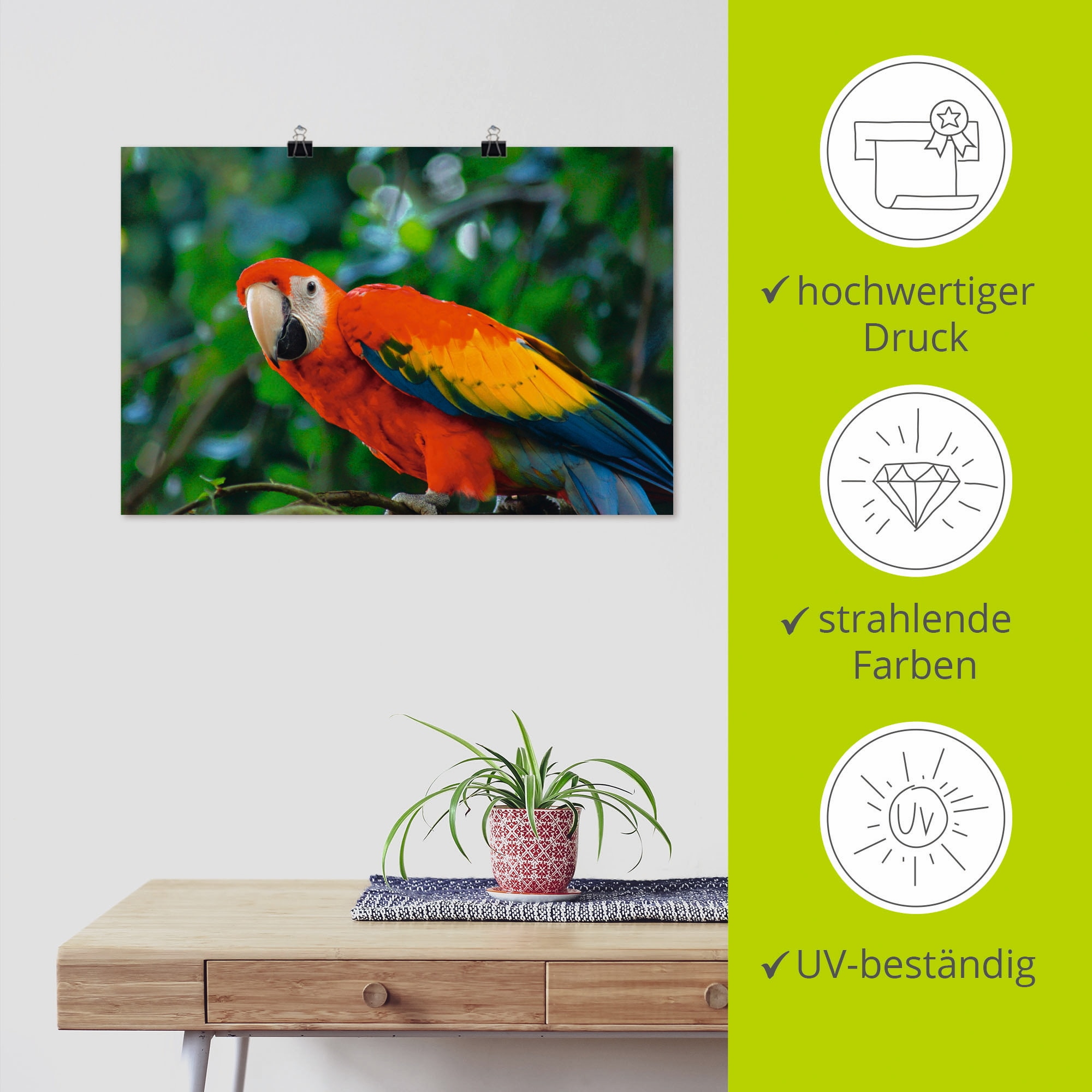 Artland Poster »Roter Ara«, Vögel, (1 St.), als Alubild, Leinwandbild, Wandaufkleber oder Poster in versch. Größen