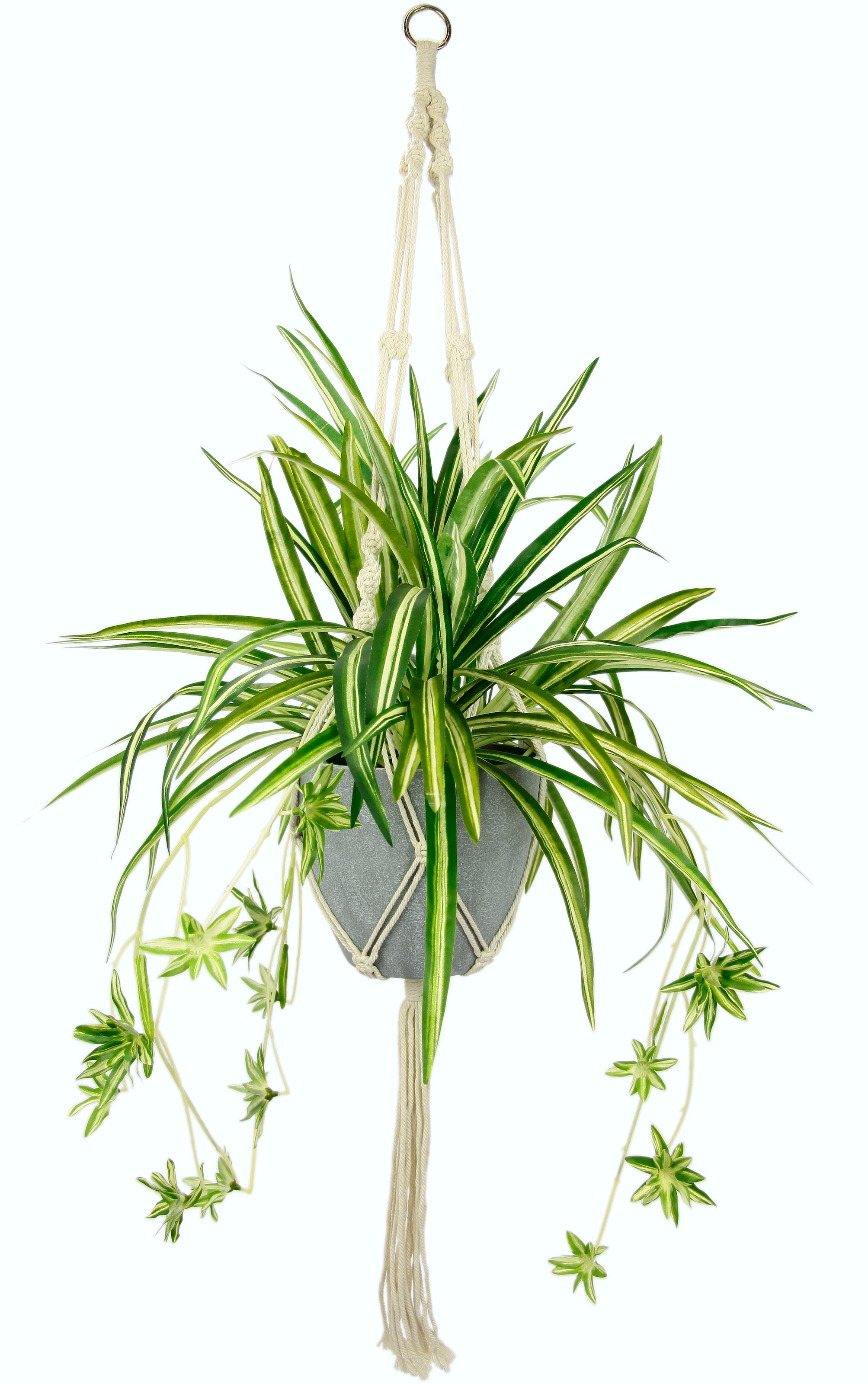 I.GE.A. Künstliche Online OTTO St.), im Kunststofftopf, Hängeampel »Wasserlilie«, mit im Zimmerpflanze (1 Shop