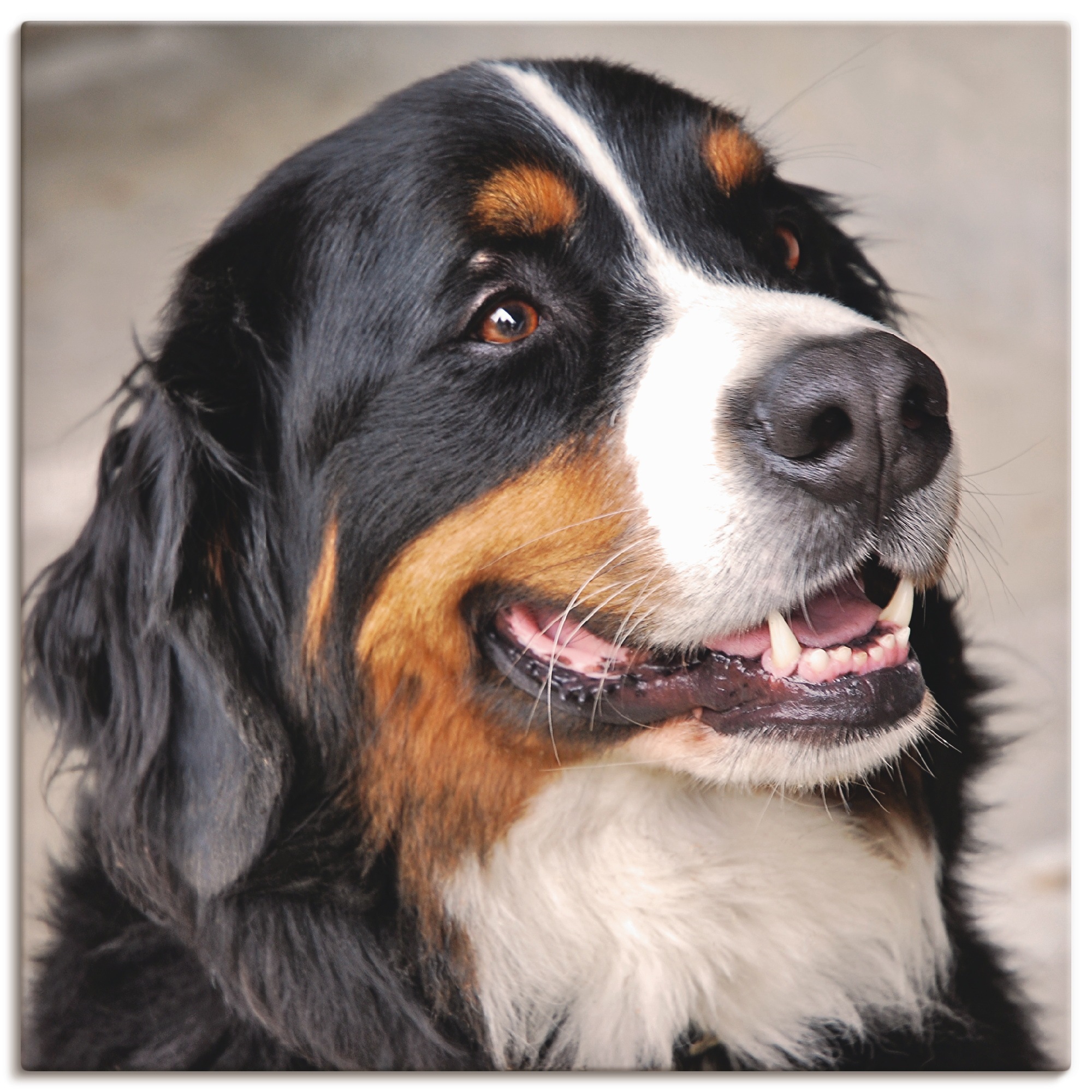 Haustiere, bestellen oder Wandbild »Berner (1 online Artland Größen Sennenhund«, als OTTO versch. Leinwandbild, Wandaufkleber bei St.), Poster in