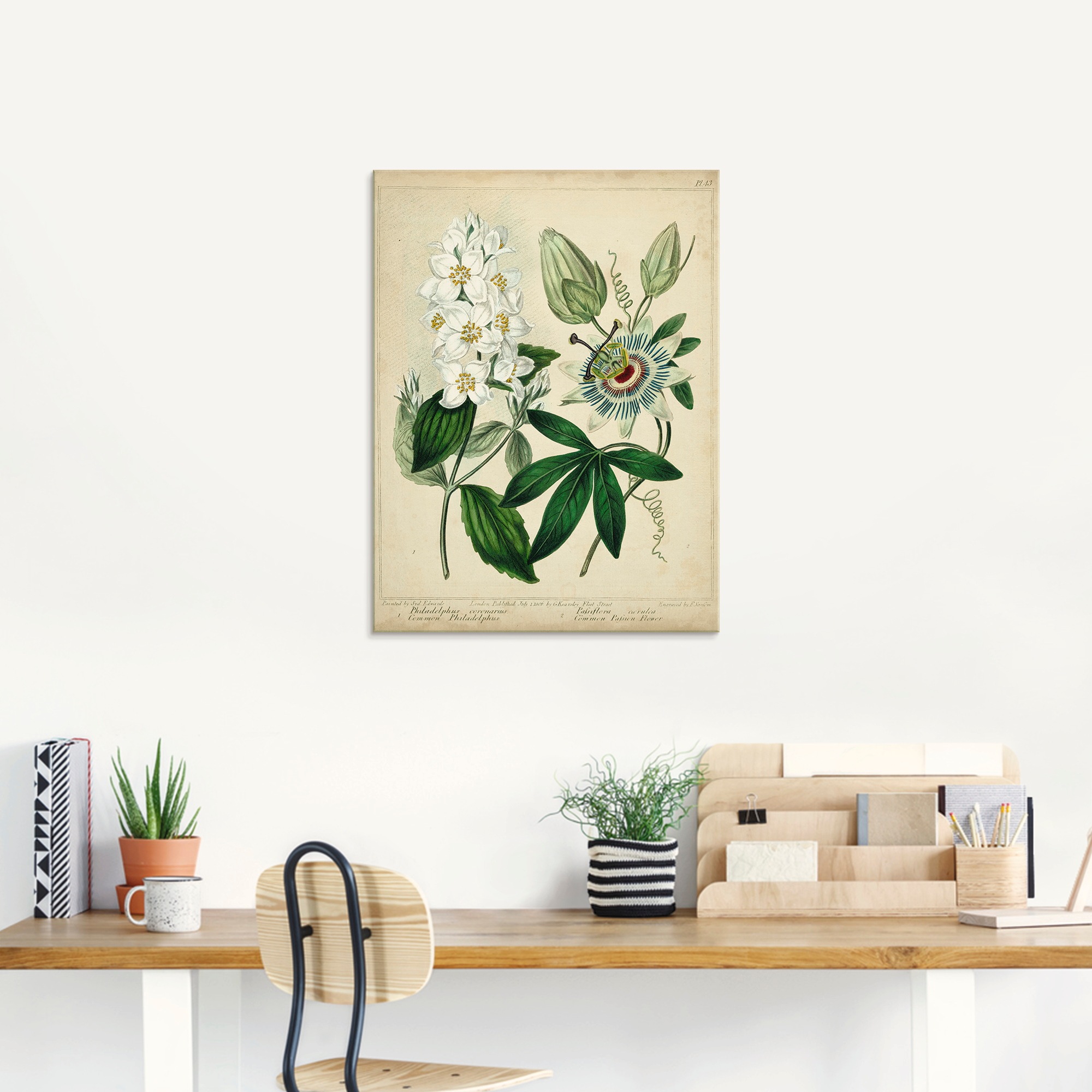 Artland Glasbild »Federnelke II«, Blumen, (1 St.), in verschiedenen Größen