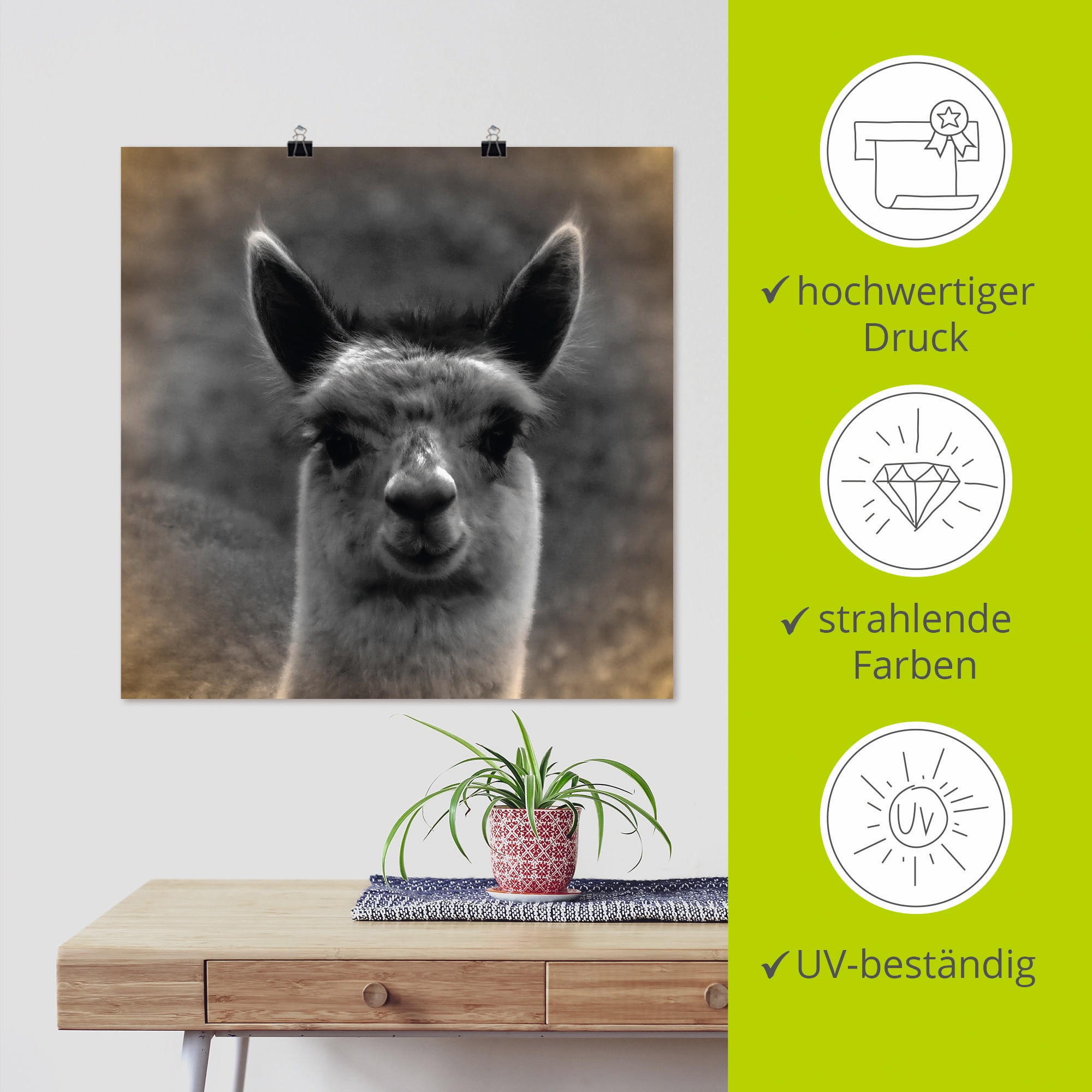 Artland Wandbild »Alpaka Blick«, Wildtiere, (1 St.), als Alubild, Outdoorbild, Leinwandbild, Poster in verschied. Größen