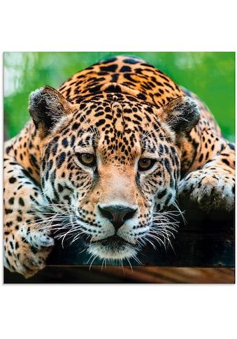 Artland Glasbild »Südamerikanischer Jaguar«, Wildtiere, (1 St.) kaufen