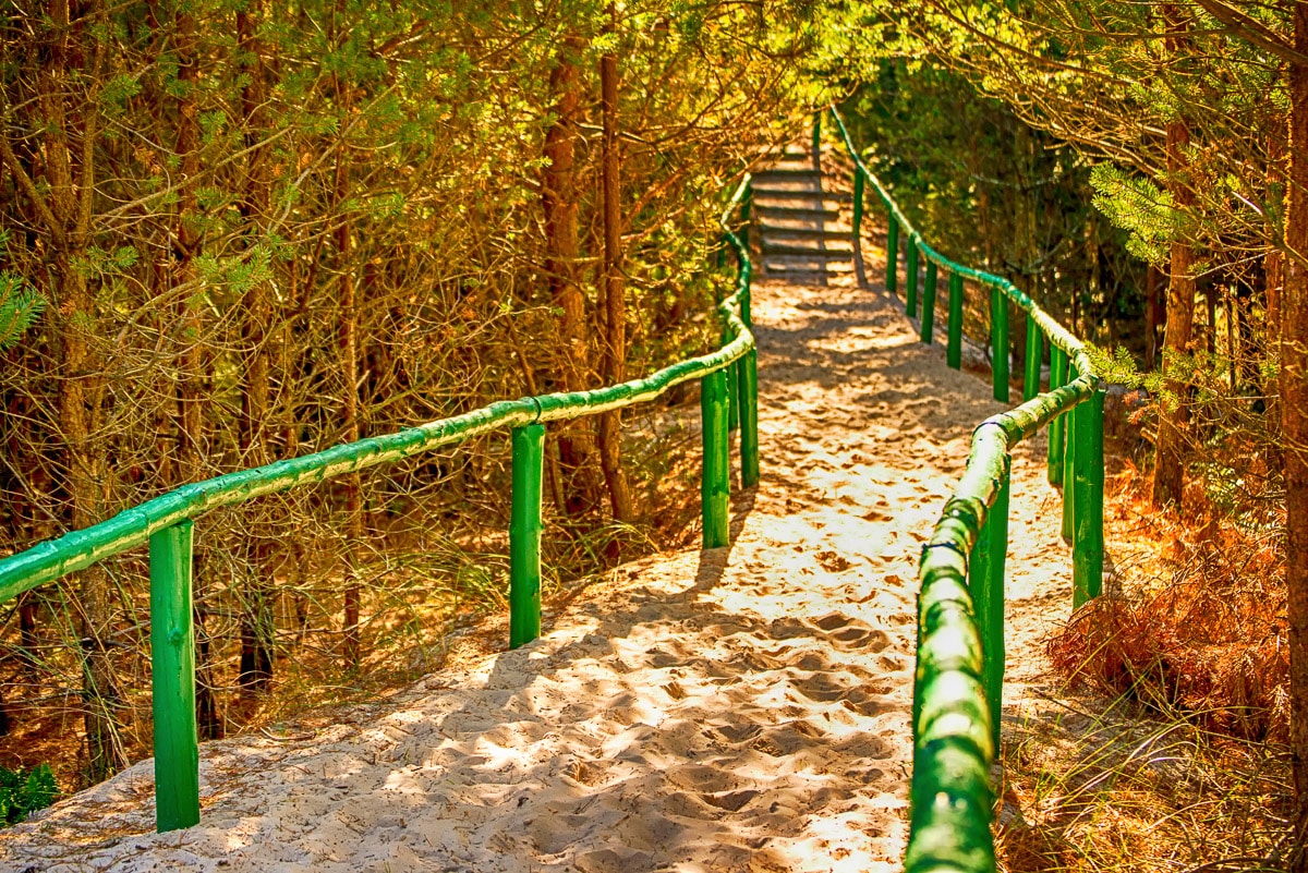 Fototapete »Waldweg«