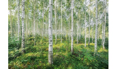 Komar Fototapete »Sunny Day«, bedruckt-Wald-geblümt, ausgezeichnet lichtbeständig kaufen