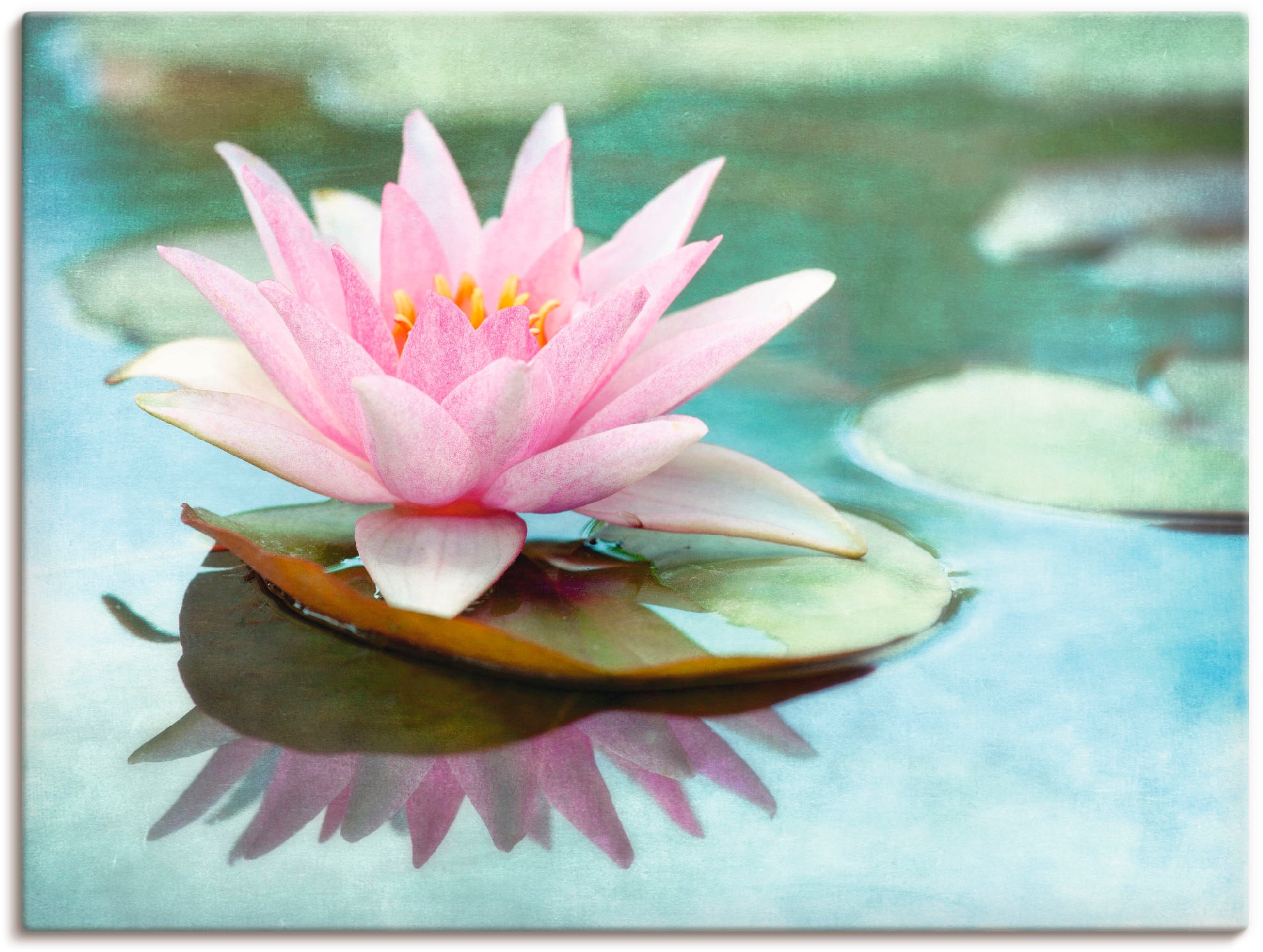 Artland Leinwandbild »Rosa Seerose«, Blumen, (1 St.), auf Keilrahmen gespannt