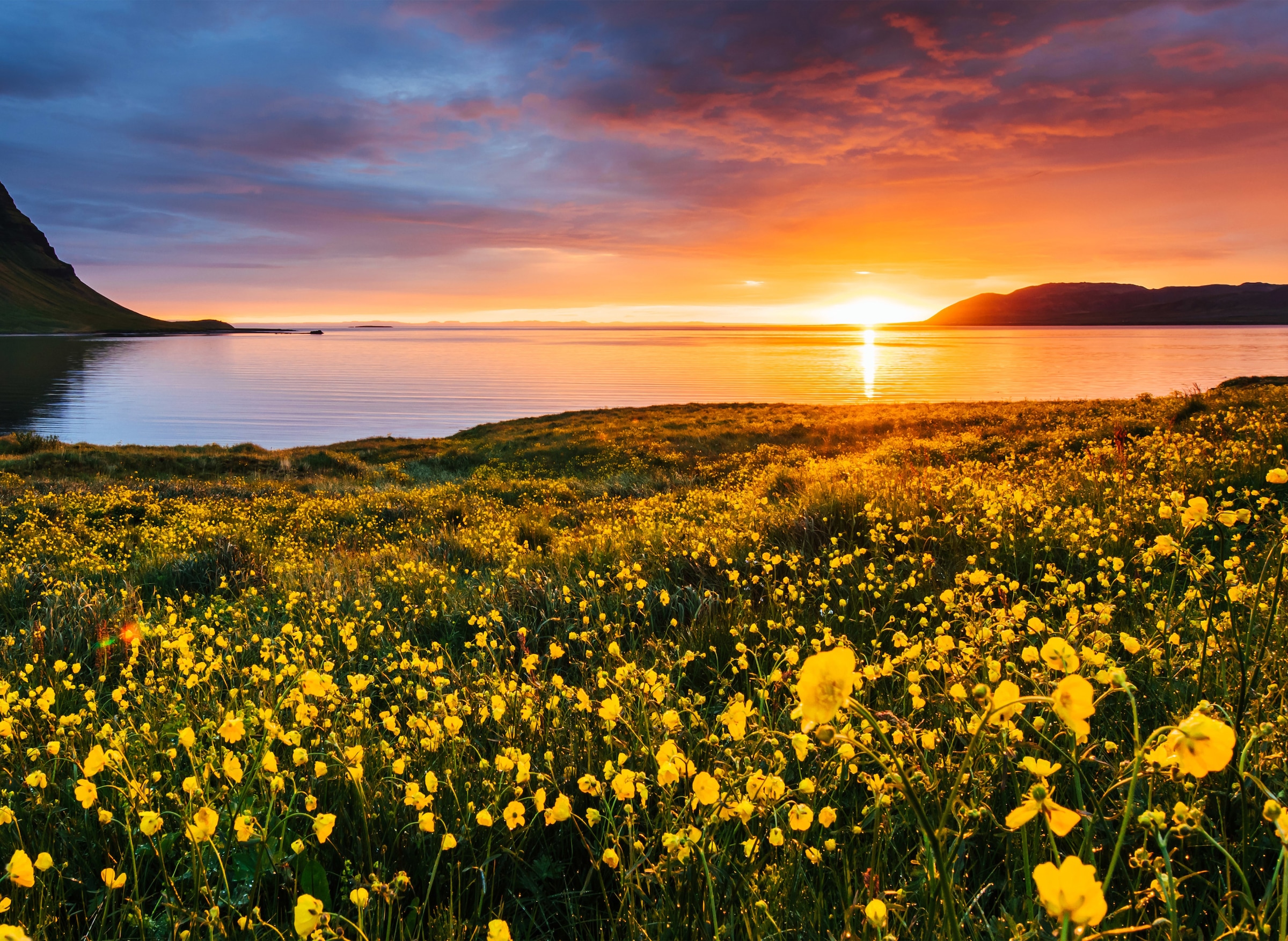 Fototapete »Flower Field Kirkjufell Iceland«