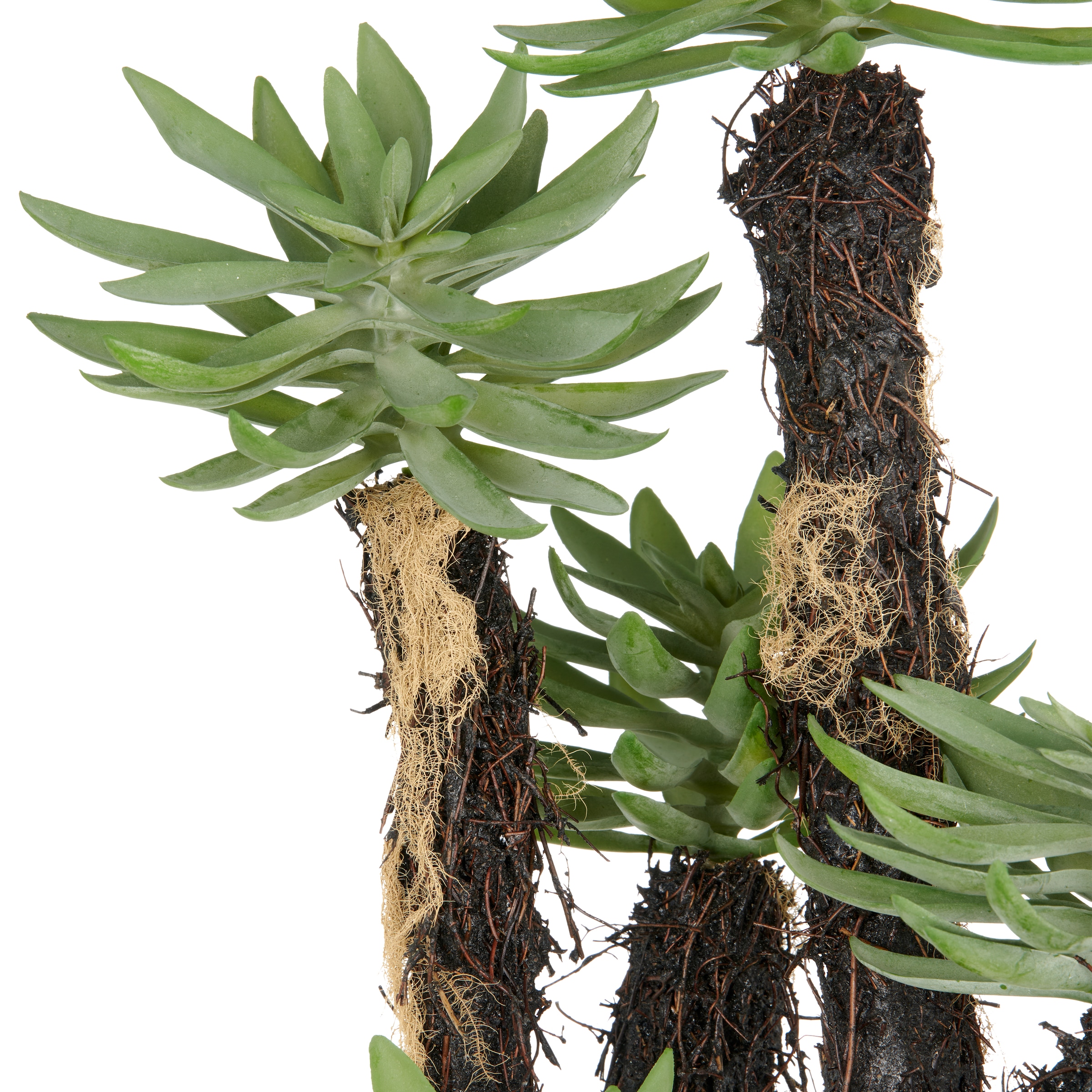 Creativ green Kunstpflanze »Dudleya« mit naturgetreuer Gestaltung