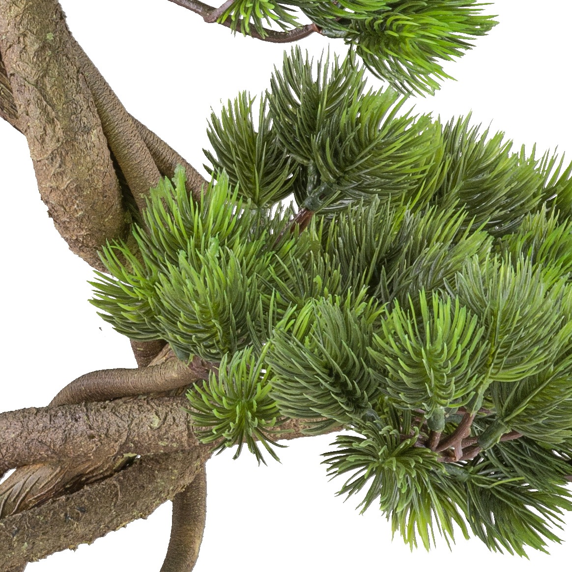 Creativ green Kunstbonsai »Bonsai Kiefer«, mit elegantem Stamm