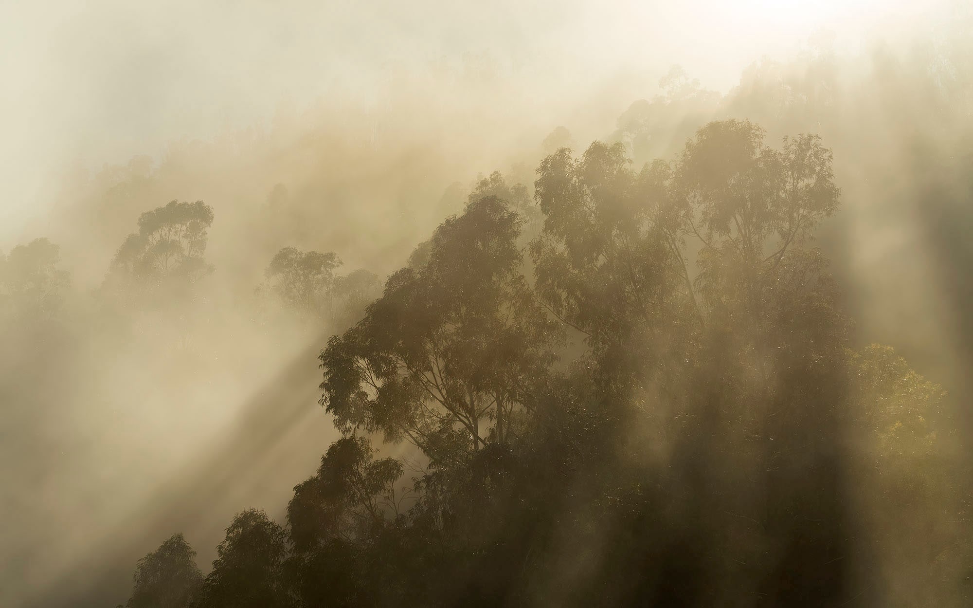 Komar Fototapete »Digitaldruck Vlies - Foggy Sunshine - Größe 400 x 250 cm«, bedruckt, Wohnzimmer, Schlafzimmer