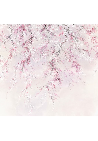 Komar Fototapete »Vliestapete Kirschblüten«, bedruckt-geblümt-floral-realistisch, 300... kaufen