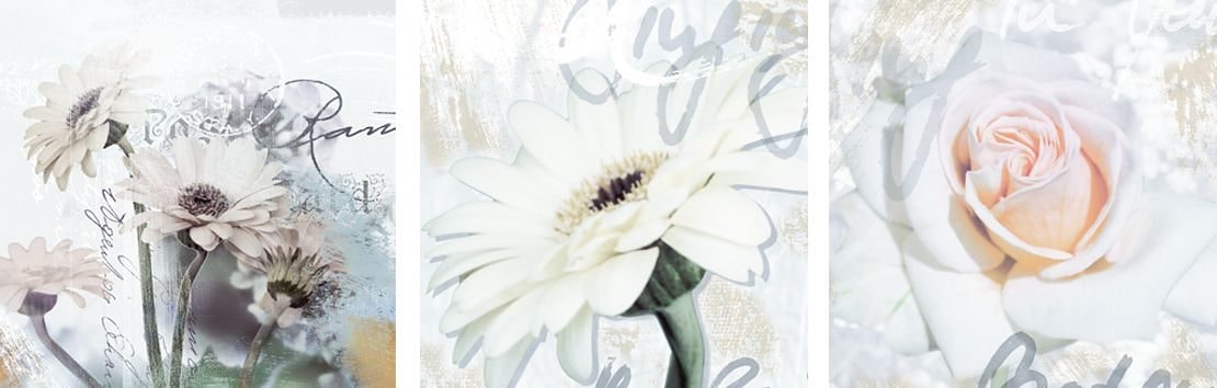 Home affaire Kunstdruck »S., D.: Gerberas Detail«, Blumen, 3-tlg., je 29/29 cm