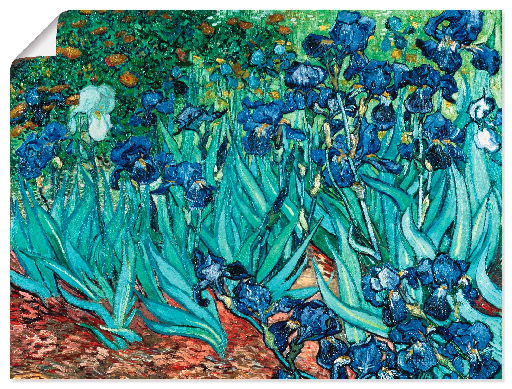 Artland Wandbild »Iris (Schwertlilien). 1889«, Blumen, (1 St.), in vielen Größen & Produktarten -Leinwandbild, Poster, Wandaufkleber / Wandtattoo auch für Badezimmer geeignet