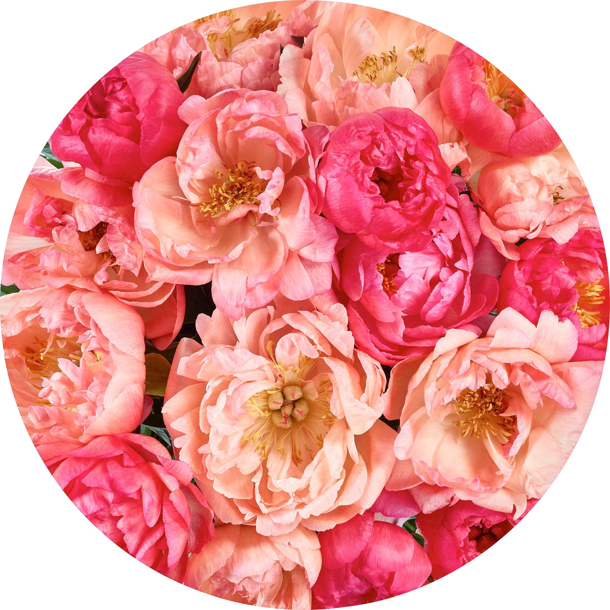 Komar Fototapete »Roseraie«, Comic-botanisch, 125 x 125 cm