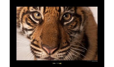 Komar Poster »Sumatran Tiger Portrait«, Tiere, Höhe: 30cm kaufen