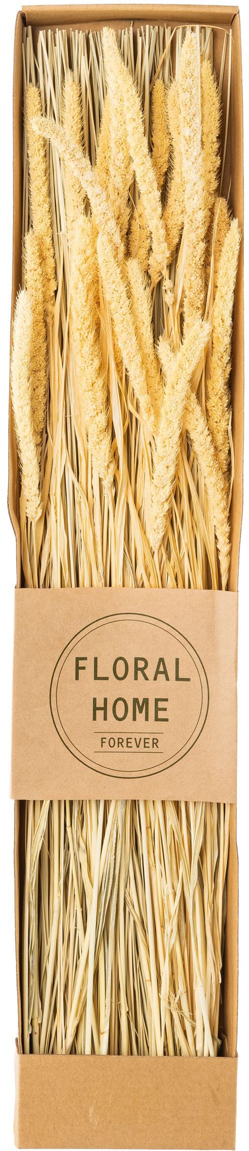 Creativ green Trockenblume »Trockenblumen-Bündel«