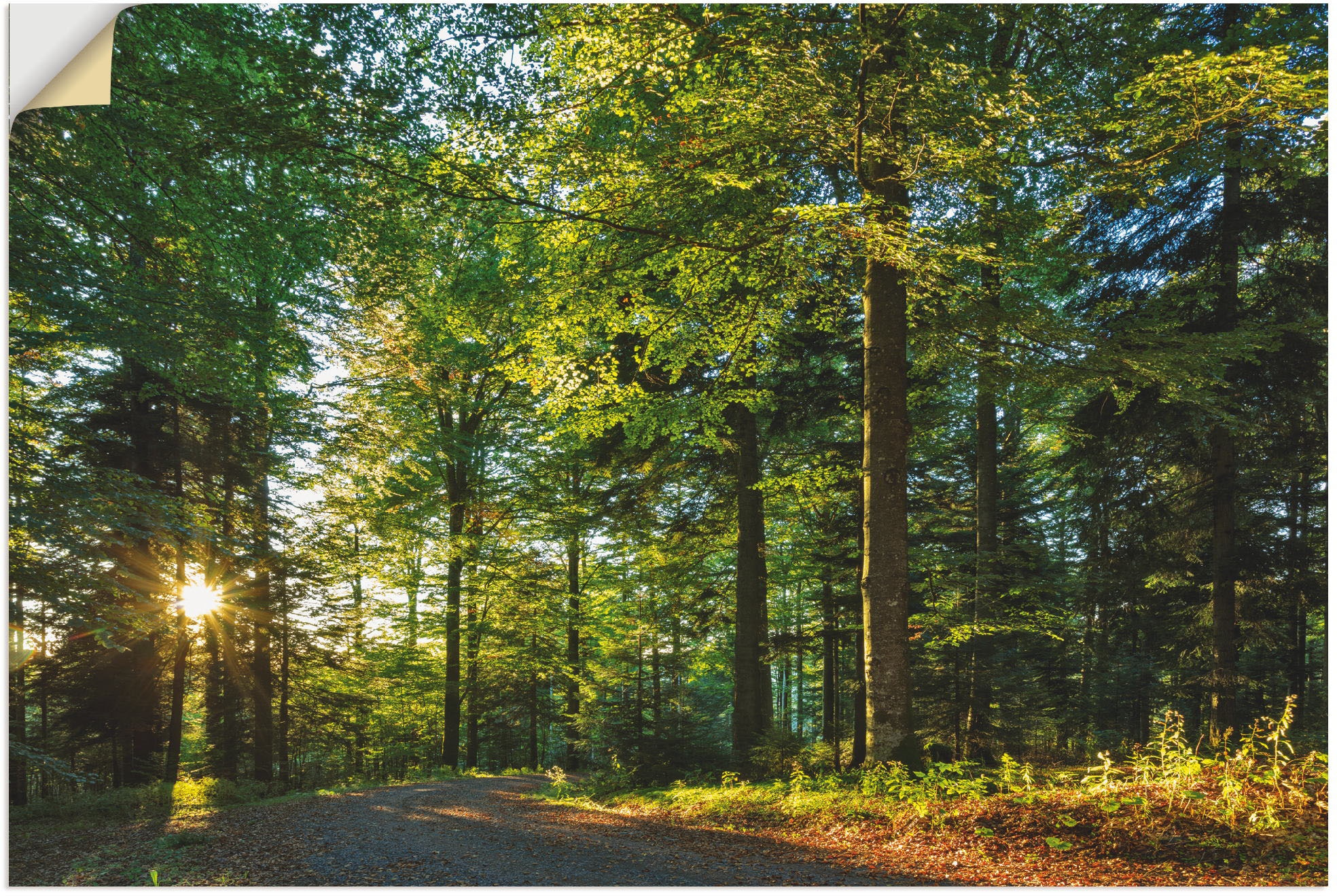 Wandbild »Waldweg im Romantischen Schwarzwald«, Waldbilder, (1 St.), als Alubild,...