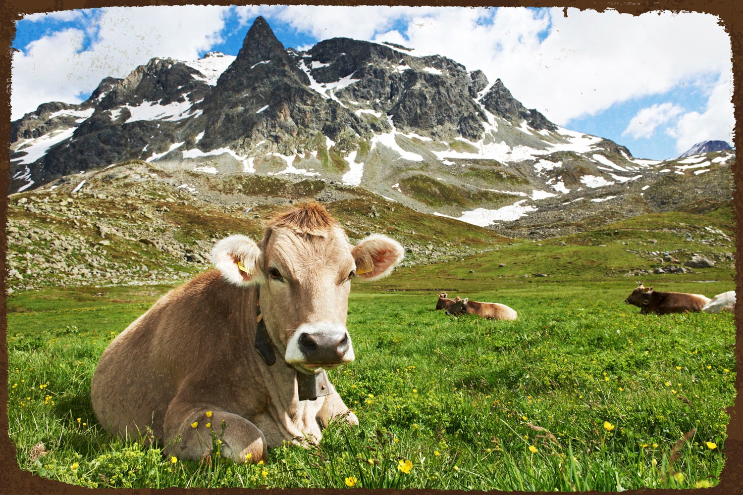 queence Metallbild »Kuhwiese«, Schriftzüge-Kuhbilder-Tiere-Berge & Alpenbilder, (1 St.), Stahlschilder