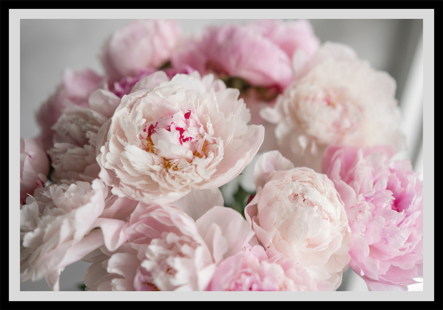 queence Bild »Amalia«, Blumen, gerahmt, Rosen