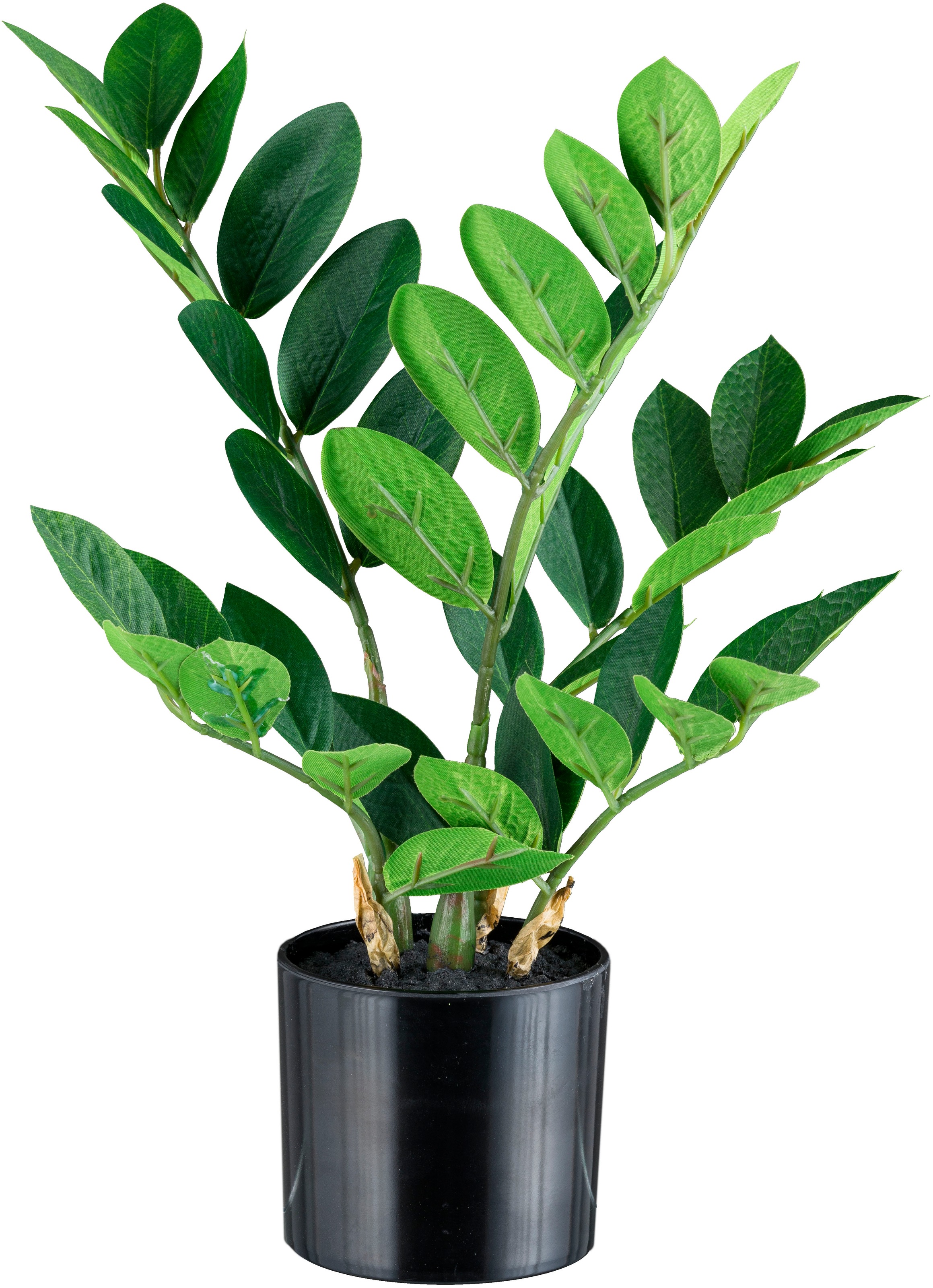 Creativ green Kunstpflanze »Zamifolia«, mit 5 Wedeln