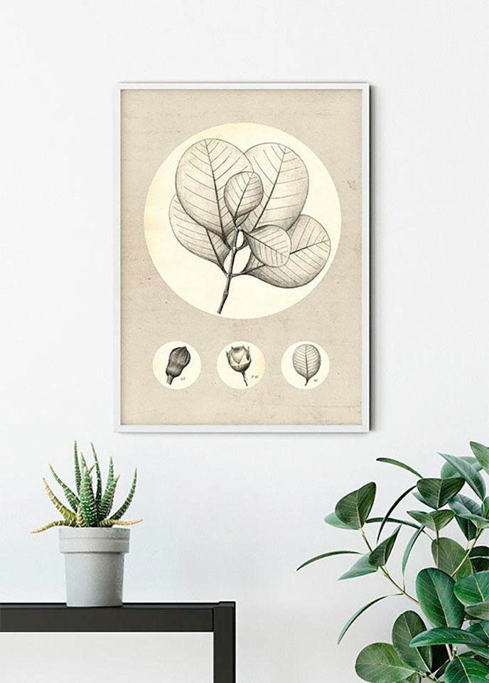 Komar Poster »Transparent Leaf«, Pflanzen-Blätter, (1 St.), Kinderzimmer,  Schlafzimmer, Wohnzimmer bestellen bei OTTO