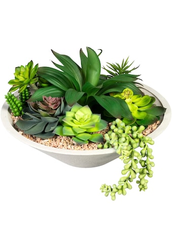 Creativ green Künstliche Zimmerpflanze »Sukkulentenarrangement«, (1 St.), in Schale... kaufen