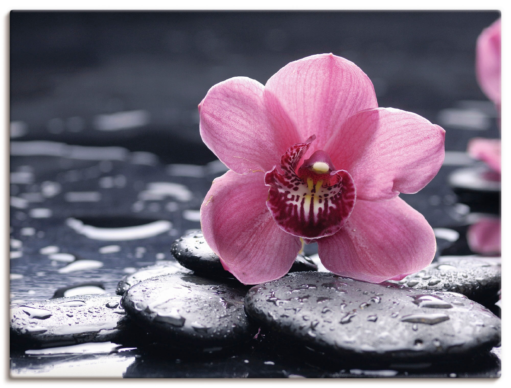 Artland Wandbild »Stillleben mit einer Blumen, bei versch. Größen (1 Alubild, als in Poster Leinwandbild, OTTO Wandaufkleber Orchidee«, oder Kiesel und St.)