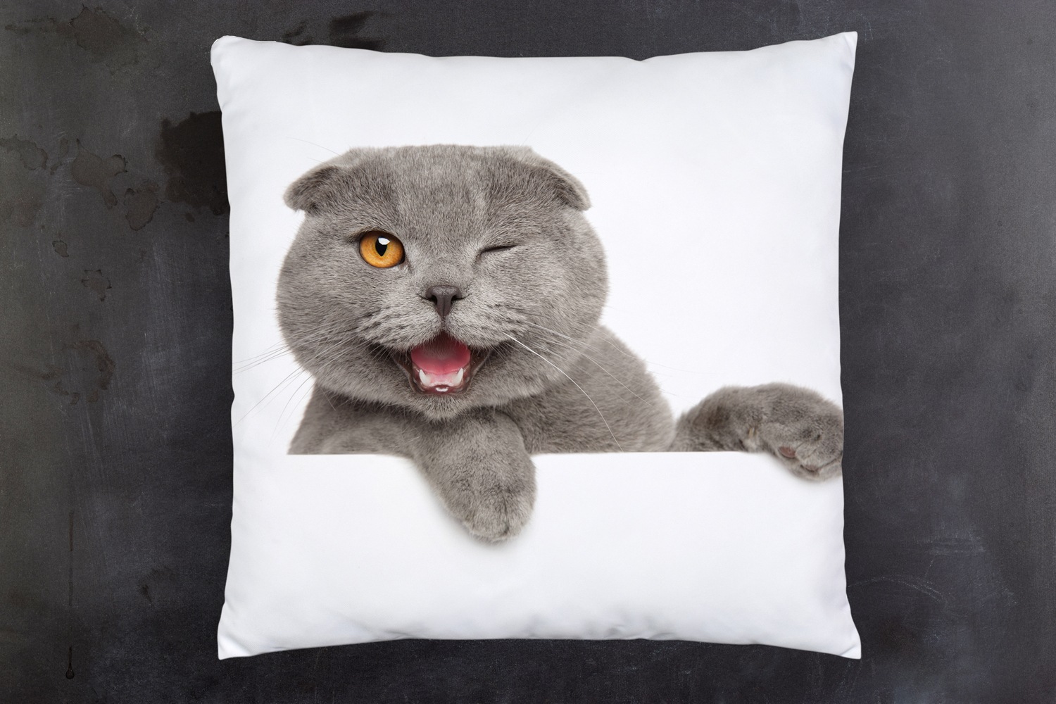 queence Dekokissen »Britisch Kurzhaar«, Kissenhülle mit HD Premium Druck, geruchsneutral, 40x40cm