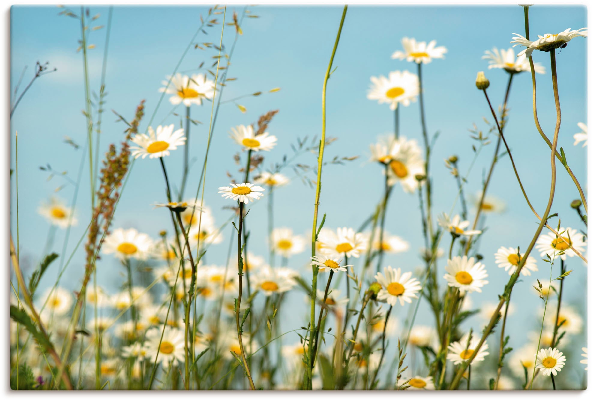 Artland Wandbild »Margeriten vor Sommer Himmel«, Blumenbilder, (1 St.), als Leinwandbild, Wandaufkleber in verschied. Größen