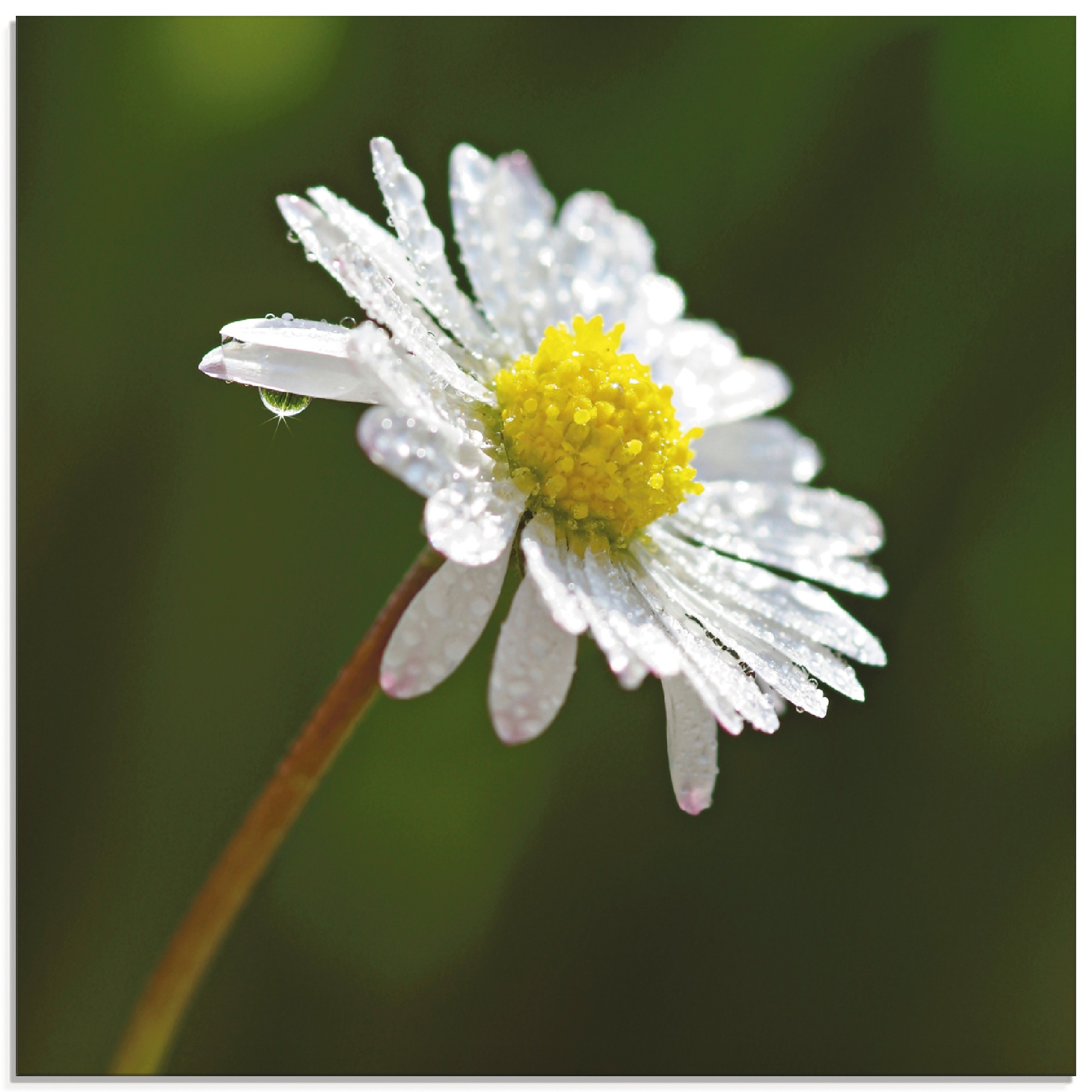 Artland Glasbild »Gänseblümchen«, Blumen, (1 St.)