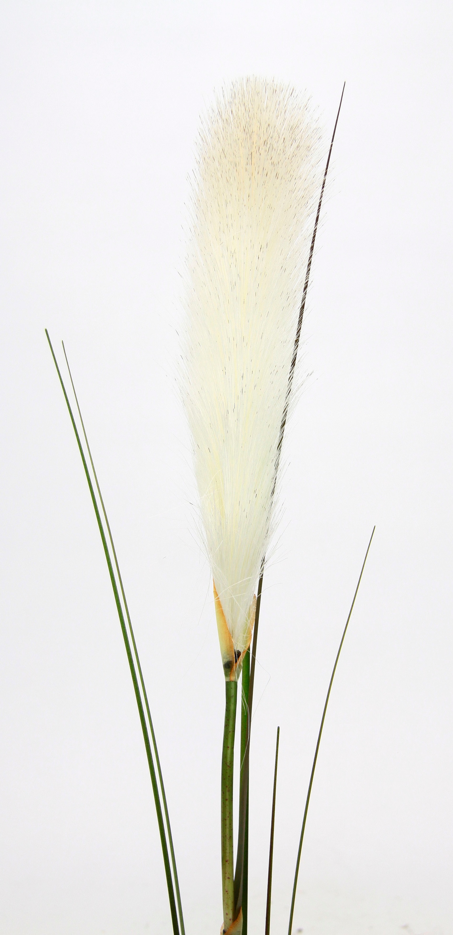 I.GE.A. Kunstpflanze »Pampas« Pampasgras, Boho, 2er Set