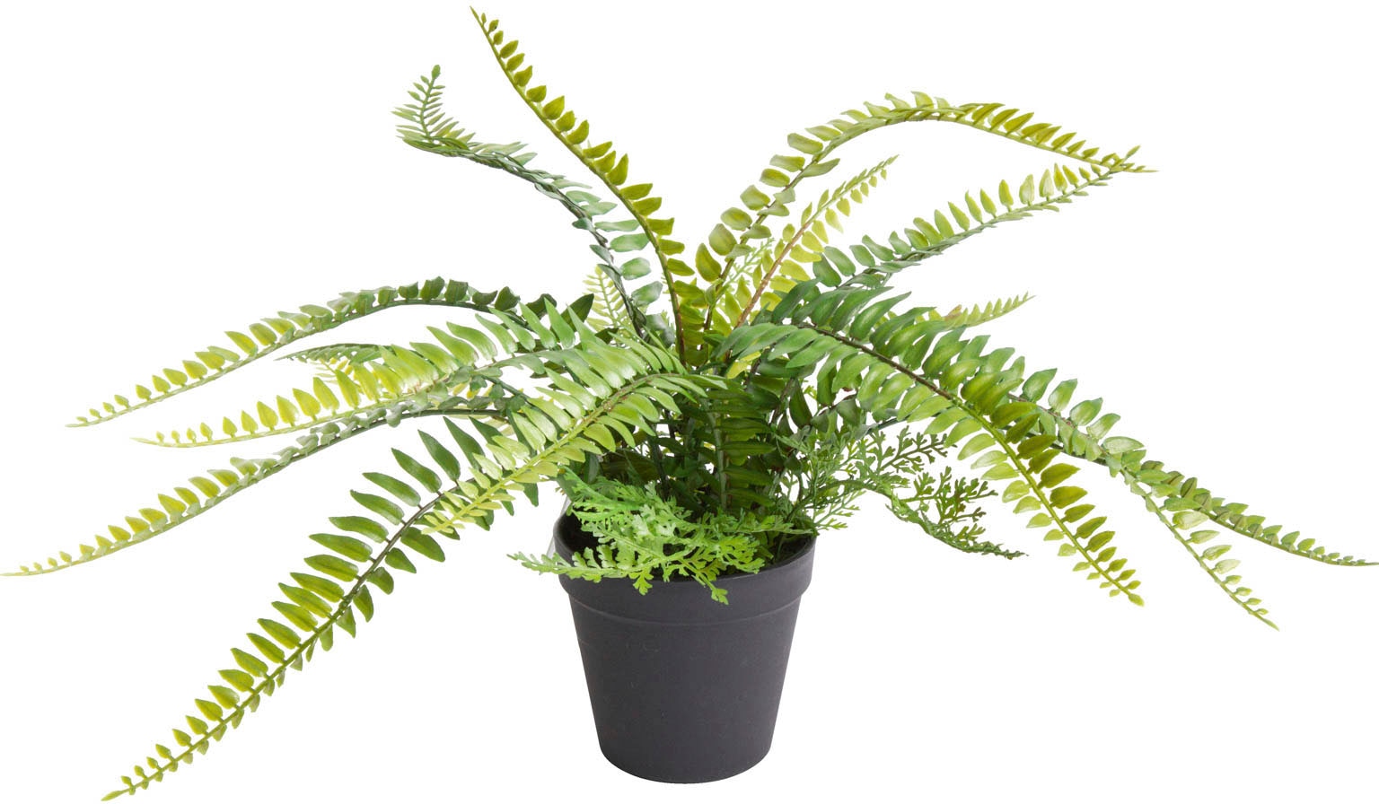 Botanic-Haus Künstliche Zimmerpflanze »Farn mit 18 Blättern«