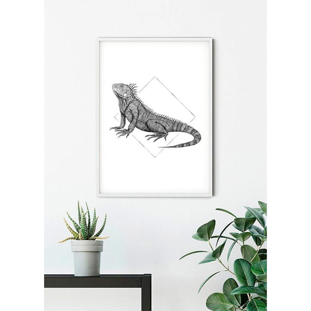 Komar Poster »Iguana White«, Tiere, (1 St.)