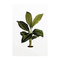 Komar Poster »Elastica Leaf«, Pflanzen-Blätter, Höhe: 70cm