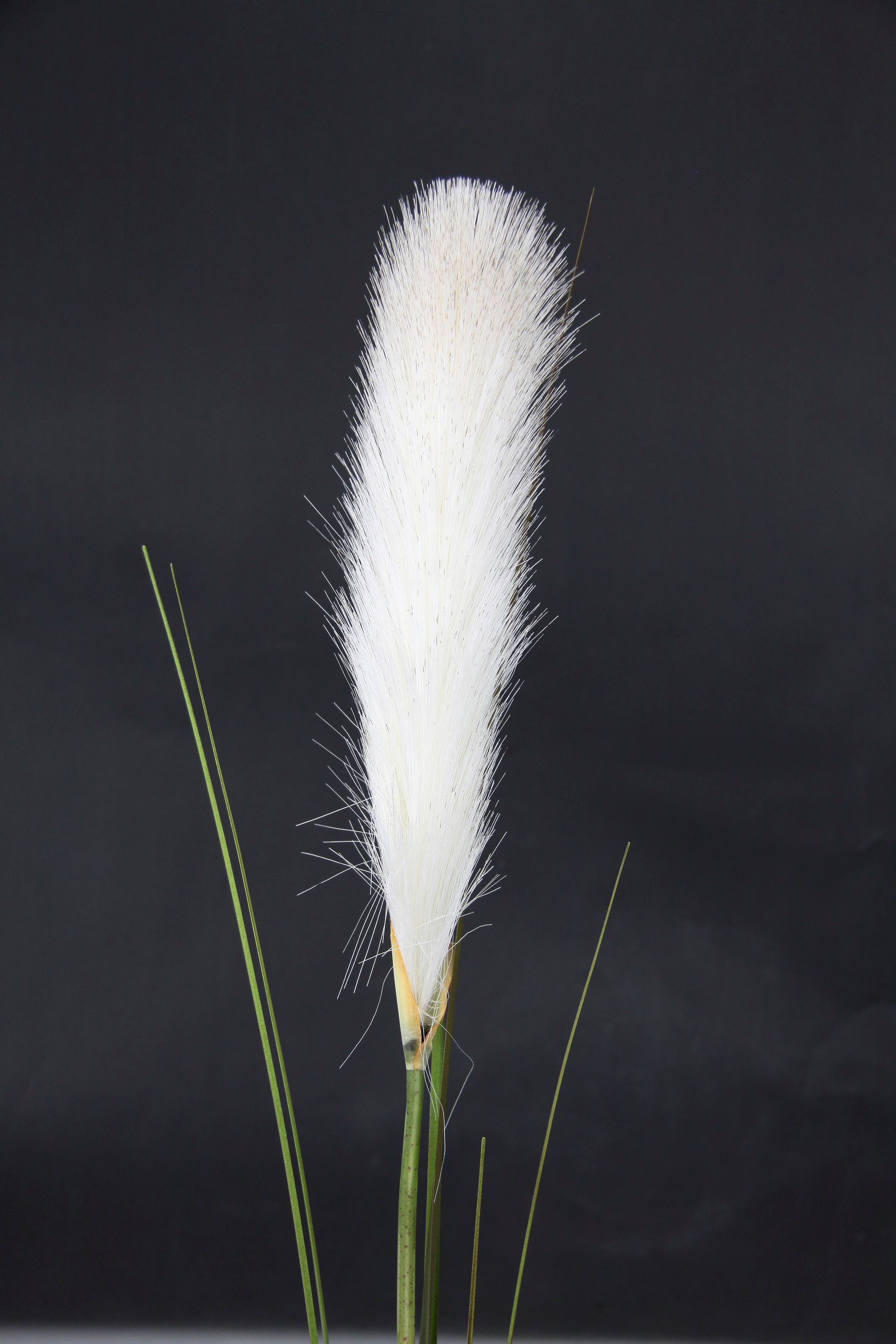 I.GE.A. Kunstpflanze »Pampas« Pampasgras, Boho, 2er Set