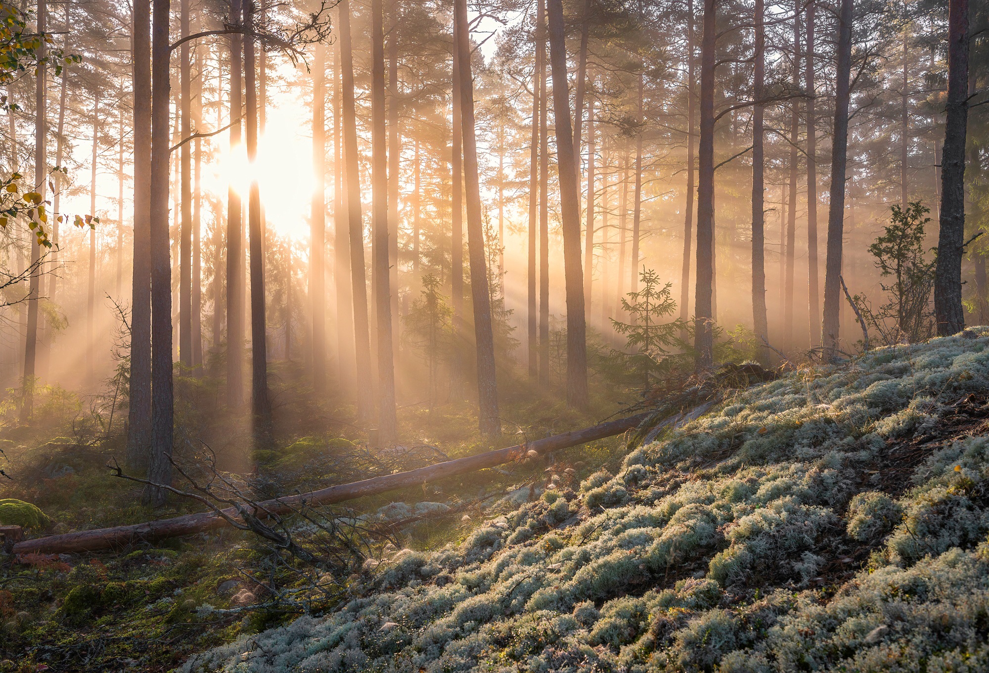 Fototapete »CHRISTIAN LINDSTEN, NEBEL IM WALD MIT WEIßEM MOOS IM UNTERGRUND«